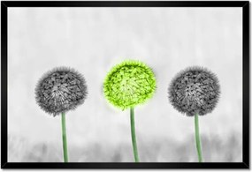 Poszterek keretben 60x40 Pitypangok