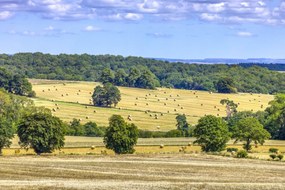 Poszter 60x40cm Szénaláb a mezőkön, Assaf Frank