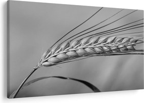 Kép - Búza, fekete-fehér (90x60 cm)