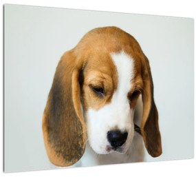 Beagle képe (70x50 cm)