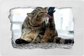 Poszterek 120x80 Cica Cicák