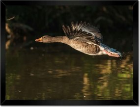 Poszterek keretben 40x30 Kacsa repülés közben