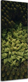 Vászonkép Természet Fák a madár repüléséből Légi felvétel az erdőről 40x120