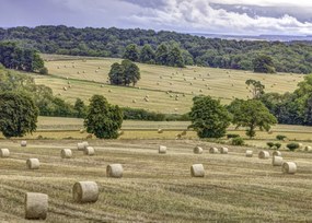 Poszter 70x50cm Szénakazalok a mezőkön, Assaf Frank