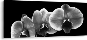 Egy orchidea virág képe (120x50 cm)