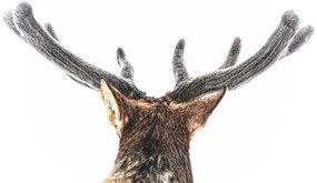 Fotográfia Elk, fuzzy velvet antler, Eric Bouchard