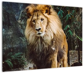 Oroszlán a vadonban (üvegen) (70x50 cm)