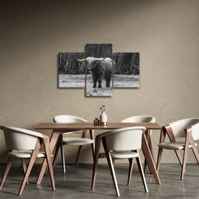 Kép - Skót tehén (90x60 cm)