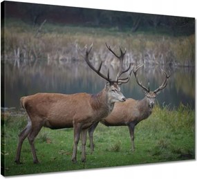 Vászonkép 50x40 Szarvasok a természetben Rét