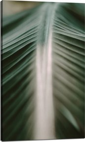 Vászonkép Természet Pálmalevél 60x100