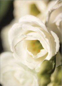 Dekoria Flower Wall poszter