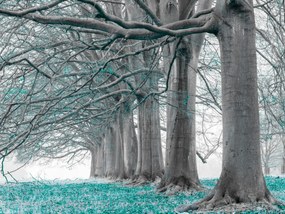 Poszter 40x30cm Fák egy sorban türkiz levelek, Assaf Frank