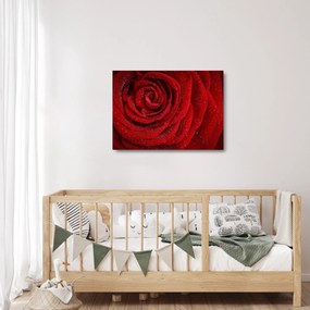 Kép - részlet a rózsáról (üvegen) (70x50 cm)