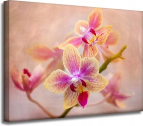 Botanika Orchidea orchidea vászonkép 40x30