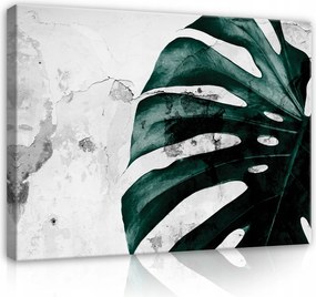 Vászonkép Monster Levelek Beton Vászon Fal A Nappali Hálószobájába 100x70