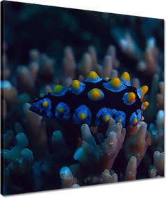 Vászonkép 50x50 Korallzátony hal