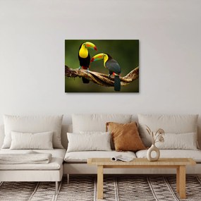 Ülő tukánok képe, Costa Rica (70x50 cm)