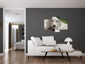 Kép - weimaraner kölyökkutya (90x60 cm)