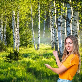 3D fotótapéta Nappali Hálószoba Nyírfa erdő fák 392x280 BLD04F