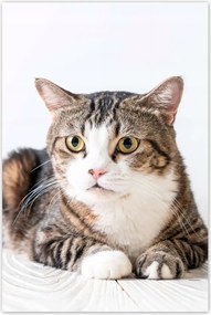 Poszterek 60x90 Cica Cicák Macskák