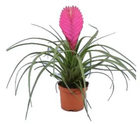 IBH SZAKÁLLBROMÉLIA CS:9CM TILLANDSIA CYANEA ANITA