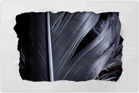 Poszterek 60x40 Fekete toll közelkép