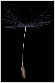 Poszterek 80x120 Pitypang Virág Virágok