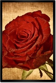 Poszterek keretben 40x60 Rózsa szépia háttérrel