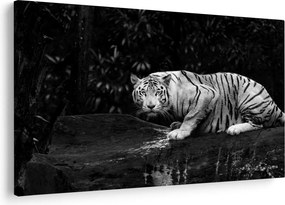 Kép - albínó tigris, fekete-fehér (90x60 cm)