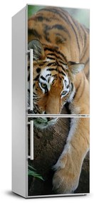 Matrica hűtőre Tiger a fán FridgeStick-70x190-f-4289086