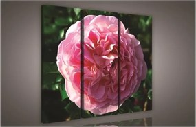Rózsa, 3 darabos vászonkép, 90x80 cm méretben