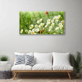 Akrilüveg fotó Daisy növény természet 125x50 cm