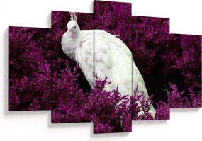 Kép - Fehér páva (150x105 cm)