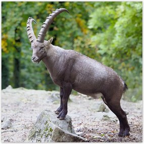 Poszterek 30x30 Alpesi bak Szarvak