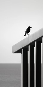 Poszter 50x100cm Magányos abszorbens