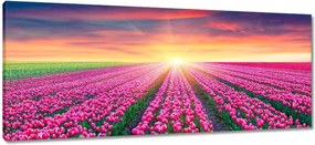 Vászonkép 100x40 Tulipánok tengere Virágok