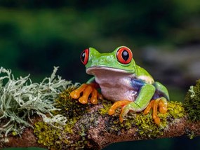 Fotográfia Close-Up Of Frog On Branch, Ringwood,, Peter Atkinson / 500px