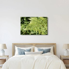 Kép - Páfránylevél (90x60 cm)