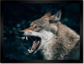 Poszterek keretben 40x30 Farkas Wolf