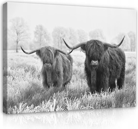 Vászonkép 60x40 Skót tehenek tél fagy természet állatok nyugalom fenség