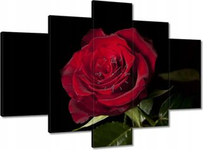 Órák 150x105 Gyönyörű rózsa