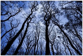 Poszterek 120x80 Erdő Fák Kilátás alulról