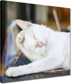 Vászonkép 40x40 Cica Cicák Macskák