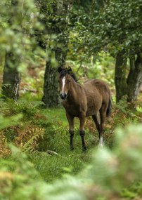 Poszter 29,7x42cm Vad ló, Assaf Frank