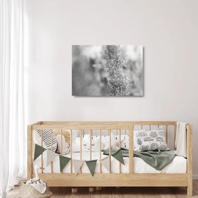 Üveg kép - Boho pampafű (70x50 cm)