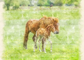 Poszter 70x50cm Ló és csikó 2, Assaf Frank