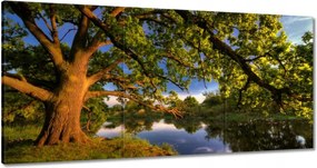 Vászonkép 120x60 Tölgy a croissant-ban