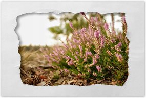 Poszterek 90x60 Erdei láp