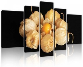 Vászonkép, 5 darabos, Lampionvirág 170x100 cm méretben