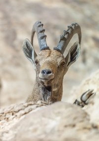 Poszter 70x100cm Nubiana Ibex 5, Assaf Frank